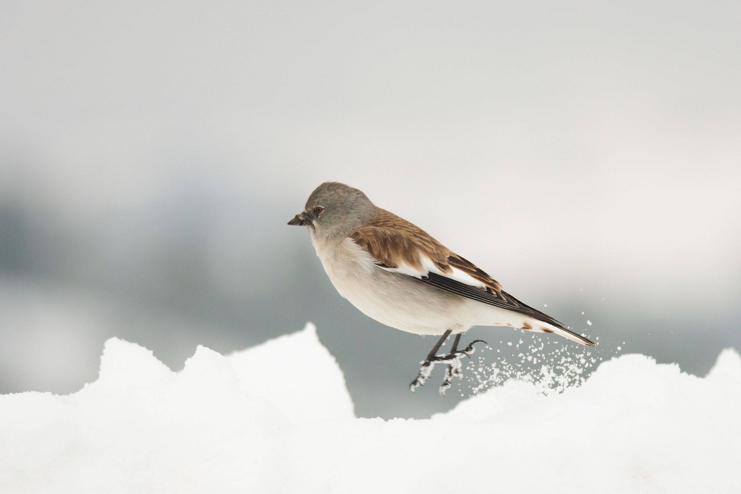 Balzellon balzelloni