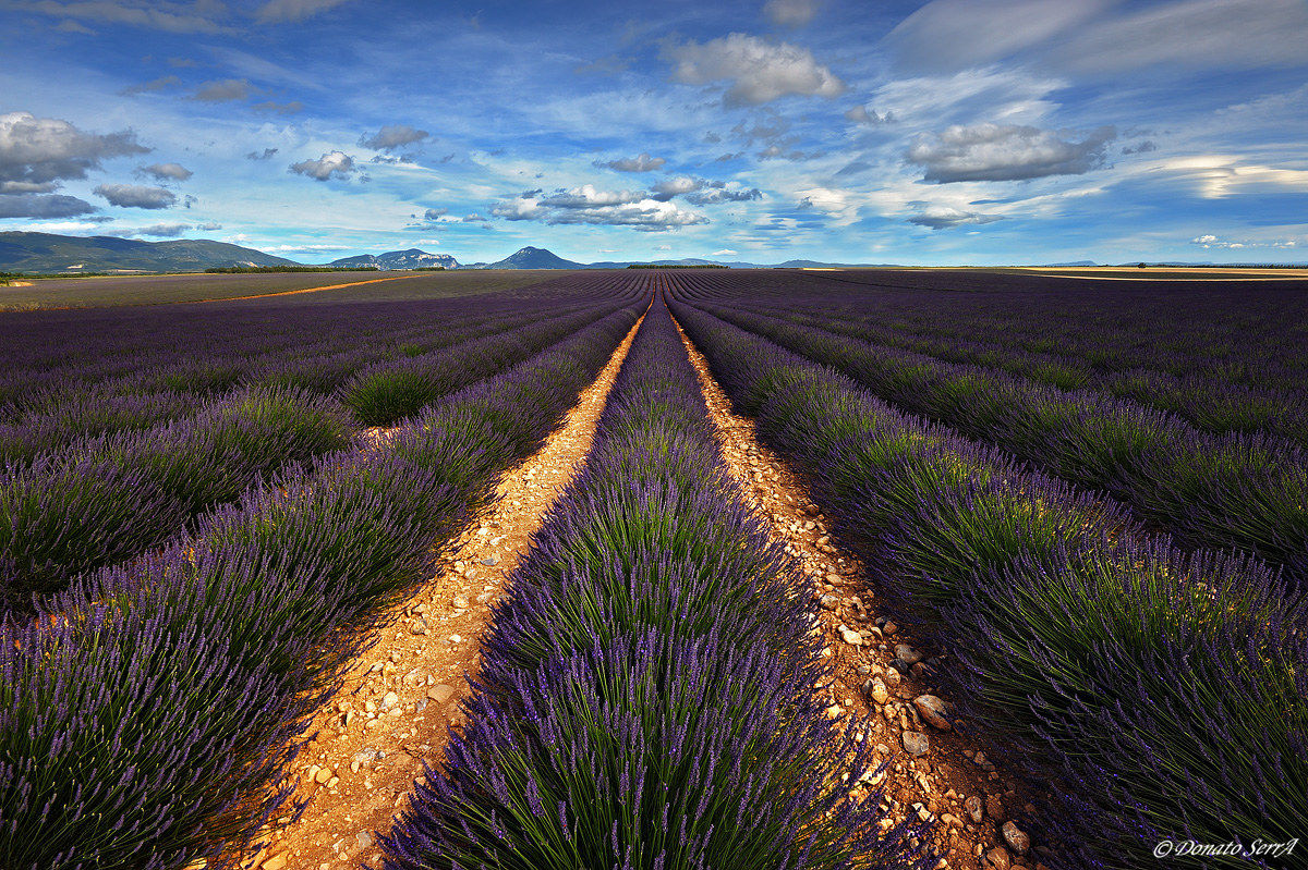 Lavender Fields in Valensole