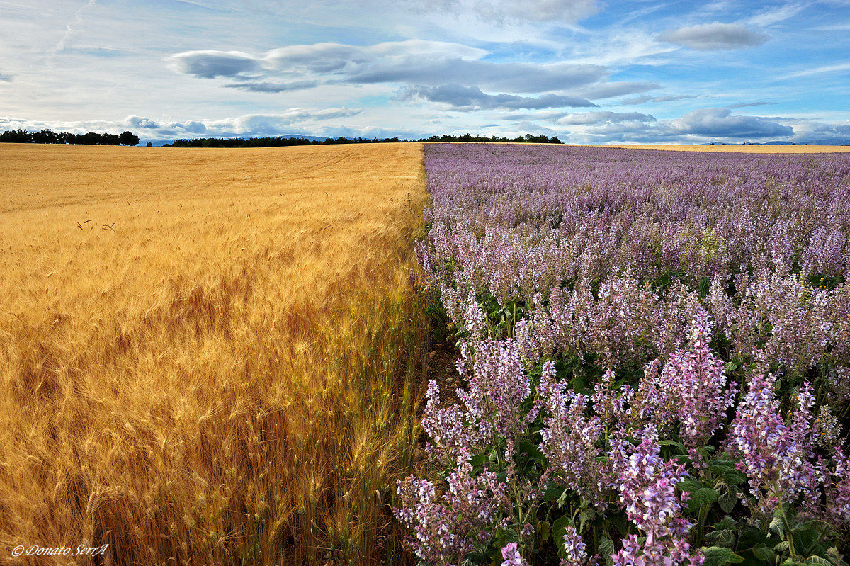 Wheat and clary sage
