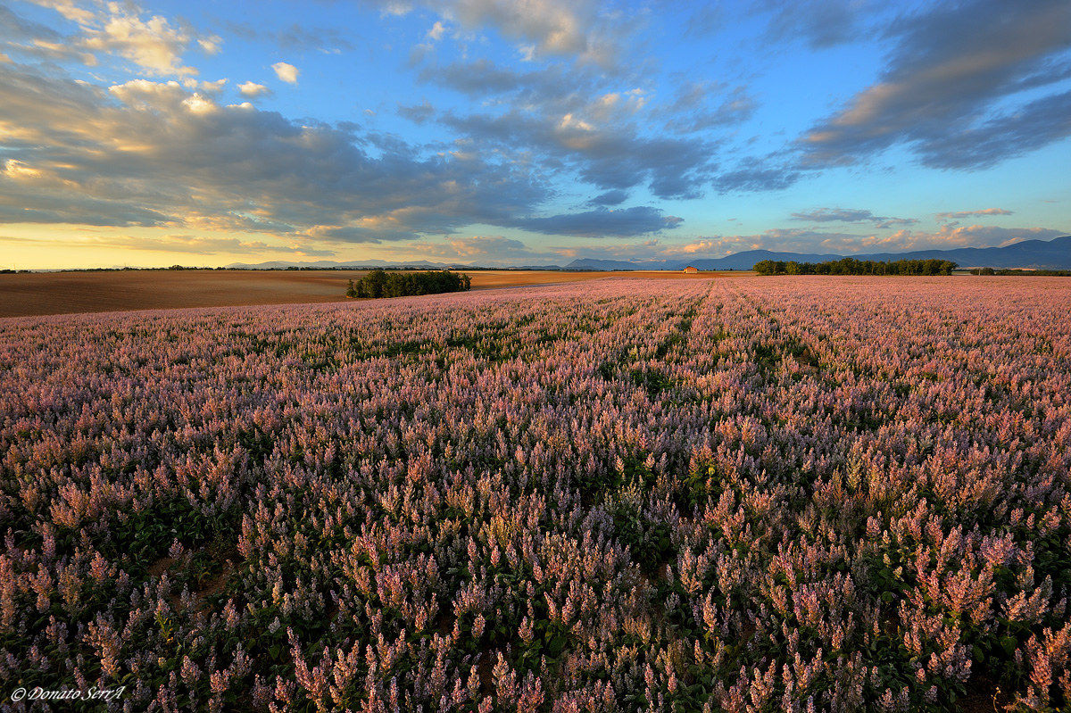 Plateau Valensole at sunset