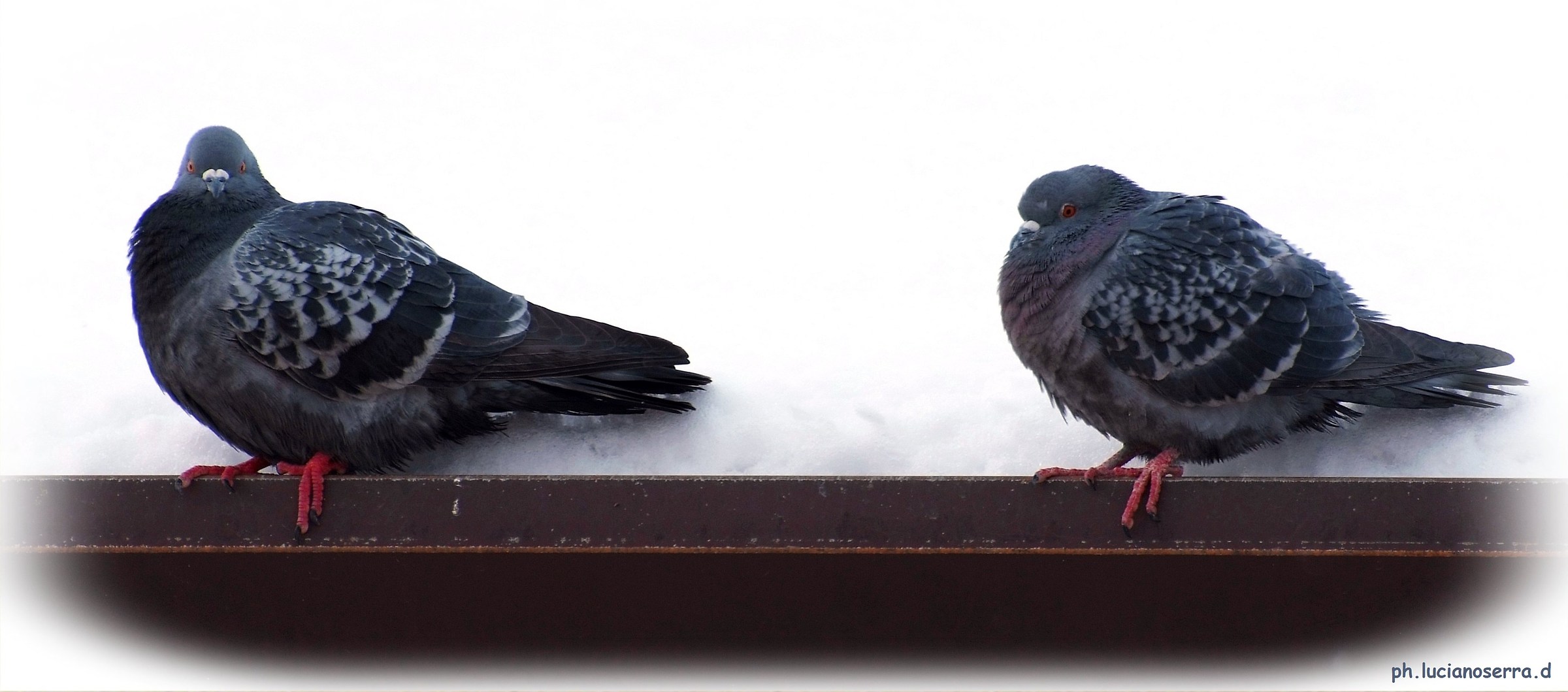 Colombi... infreddoliti dalla neve