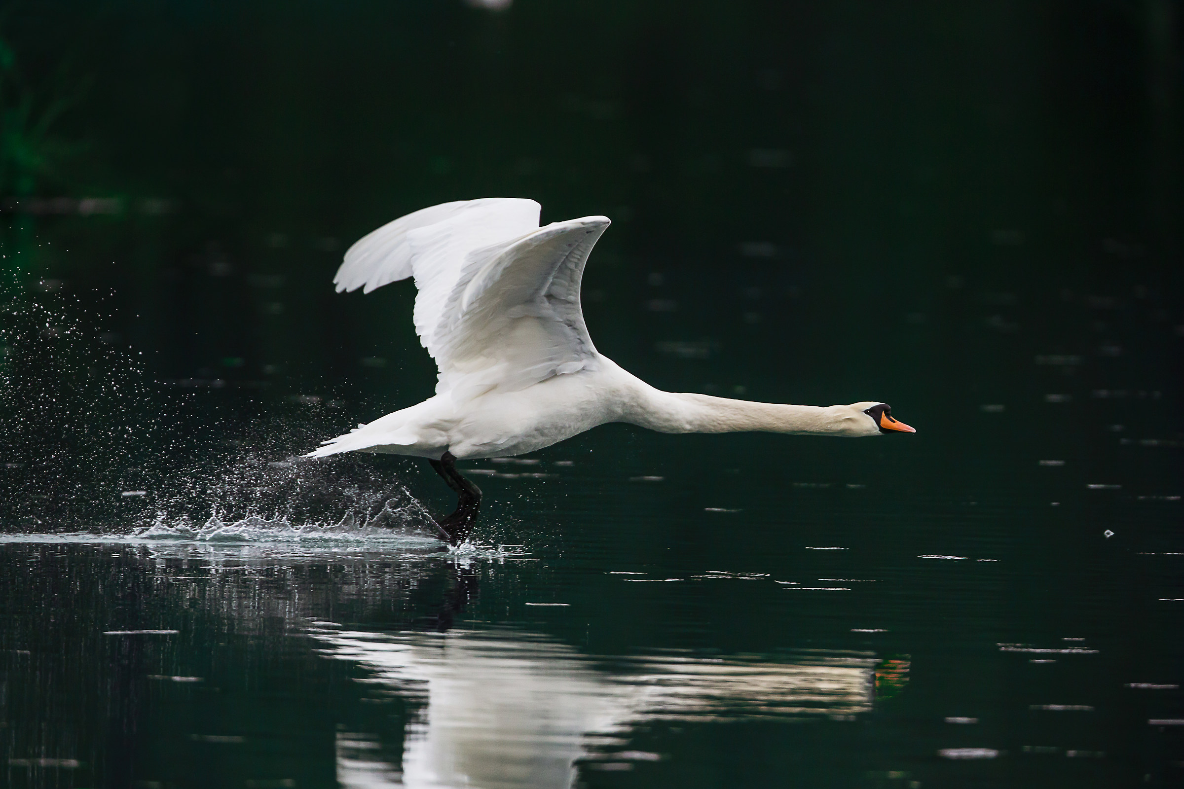 Cigno reale in fase di decollo