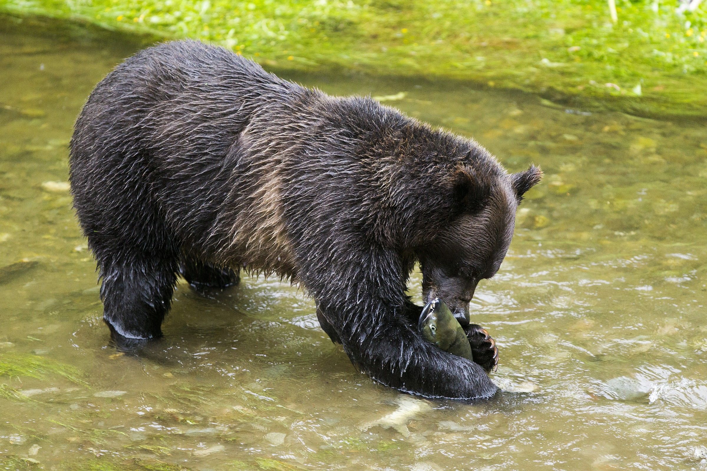 Il momento della cattura