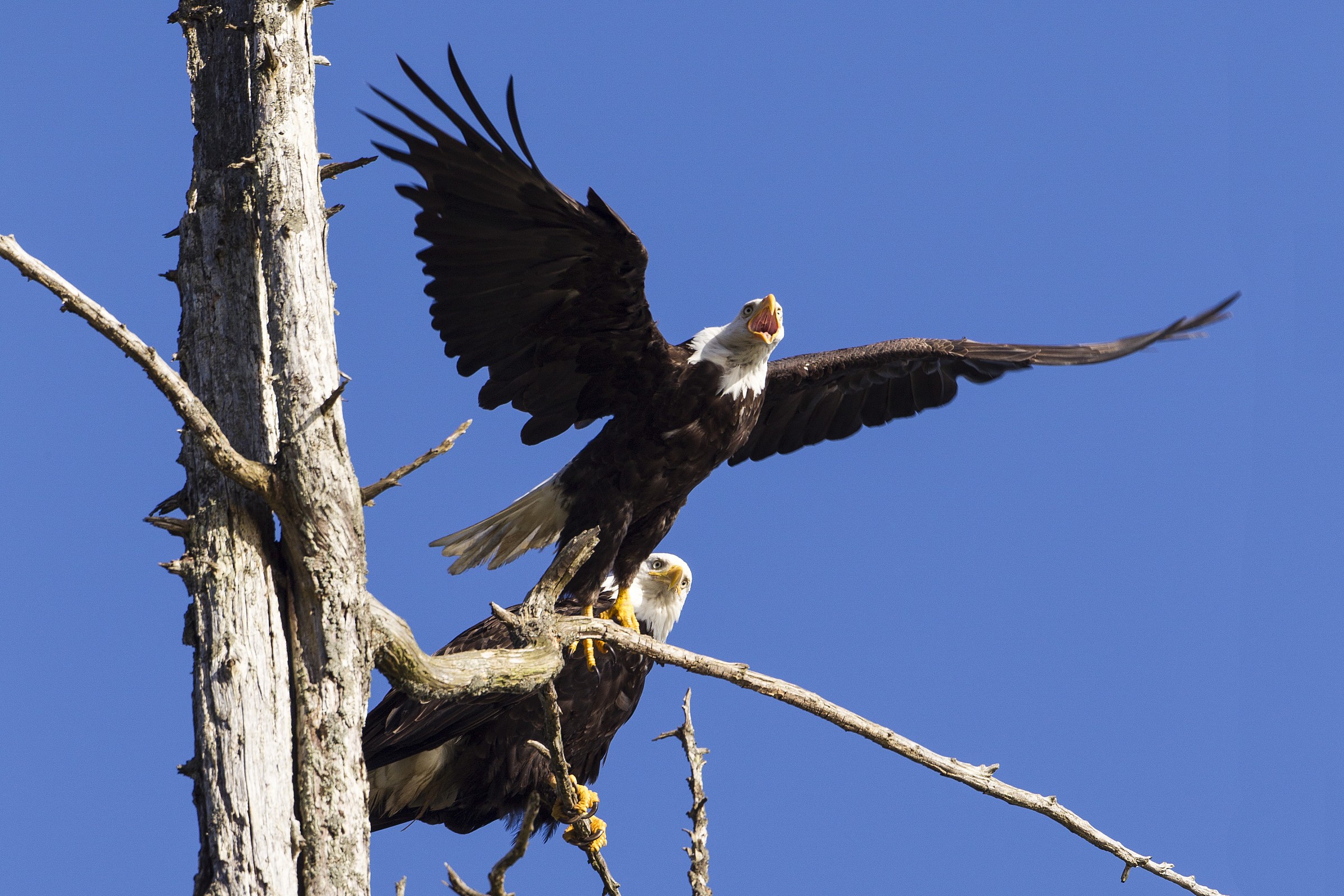 Aquile pescatrici americane