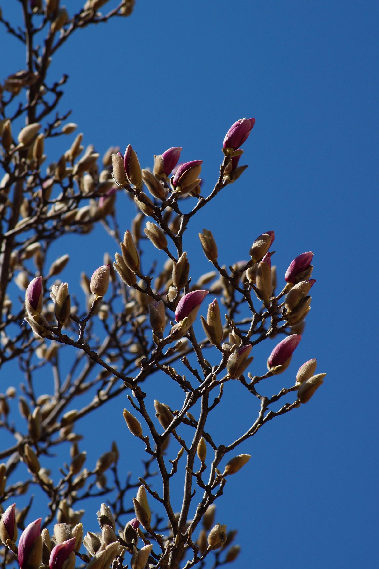 Magnolia