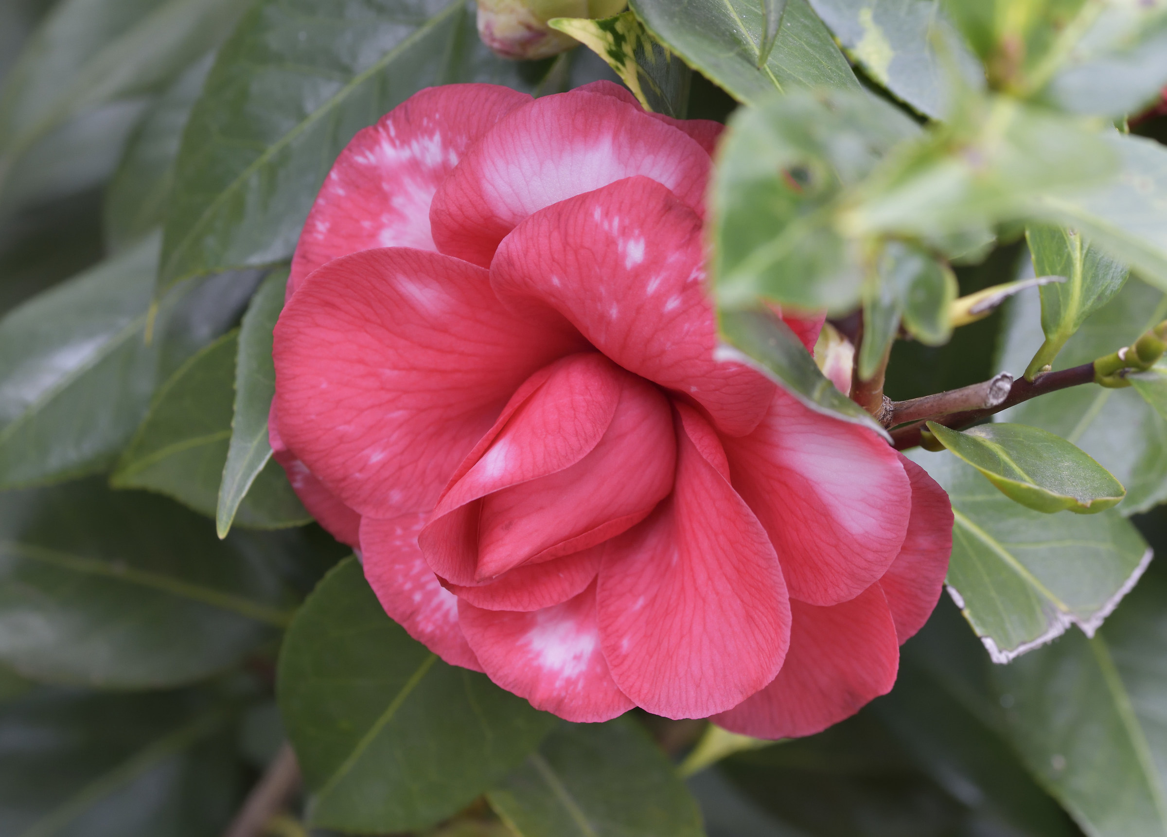 camellia