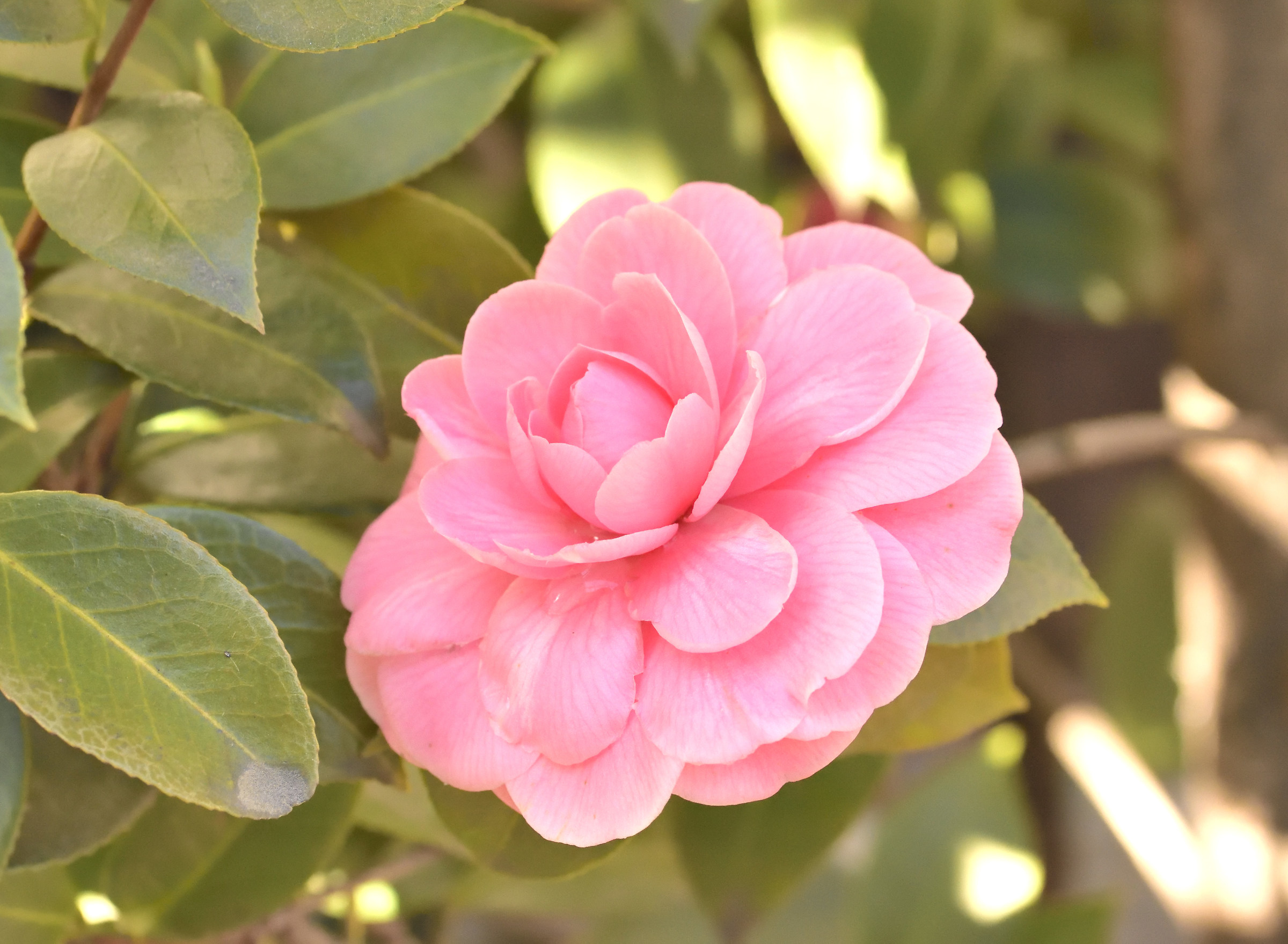 camellia