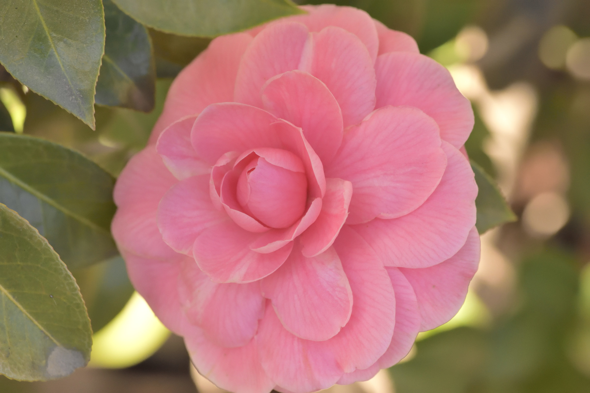 camellia