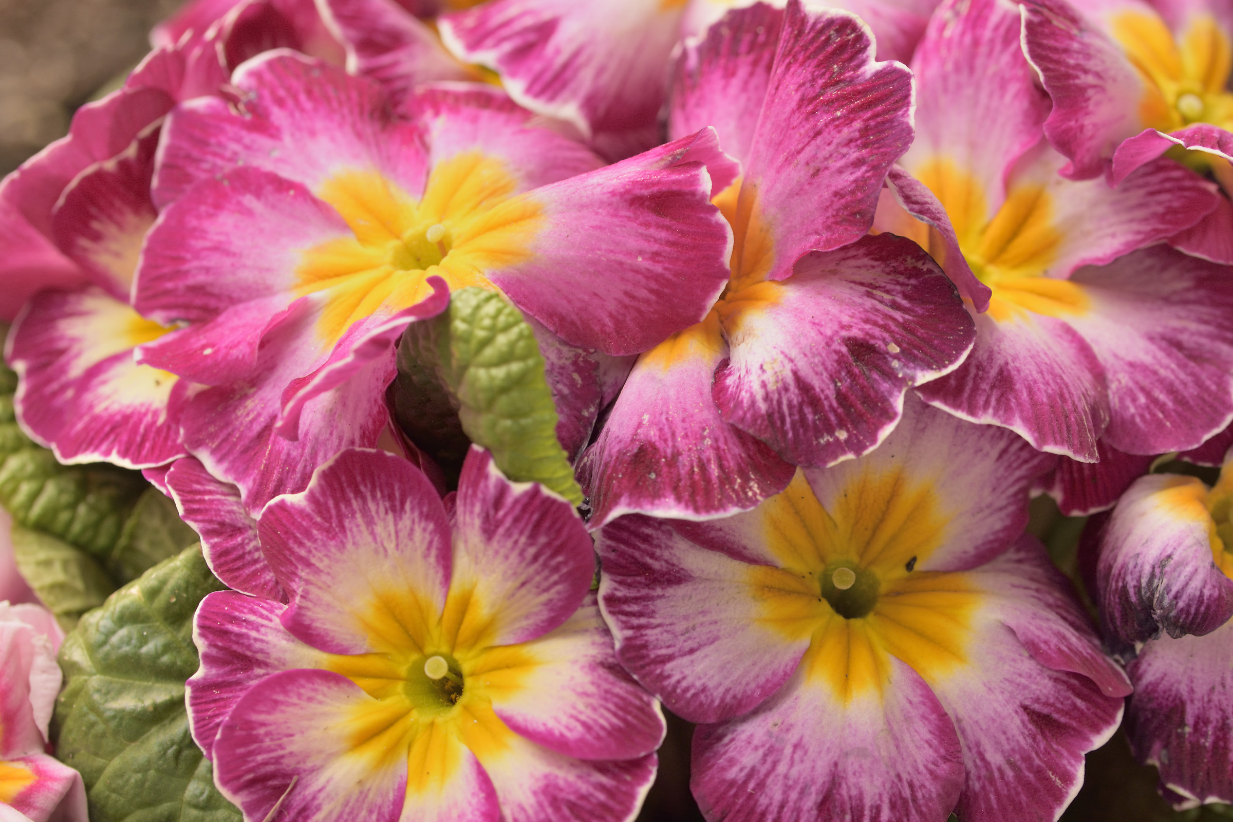 primroses