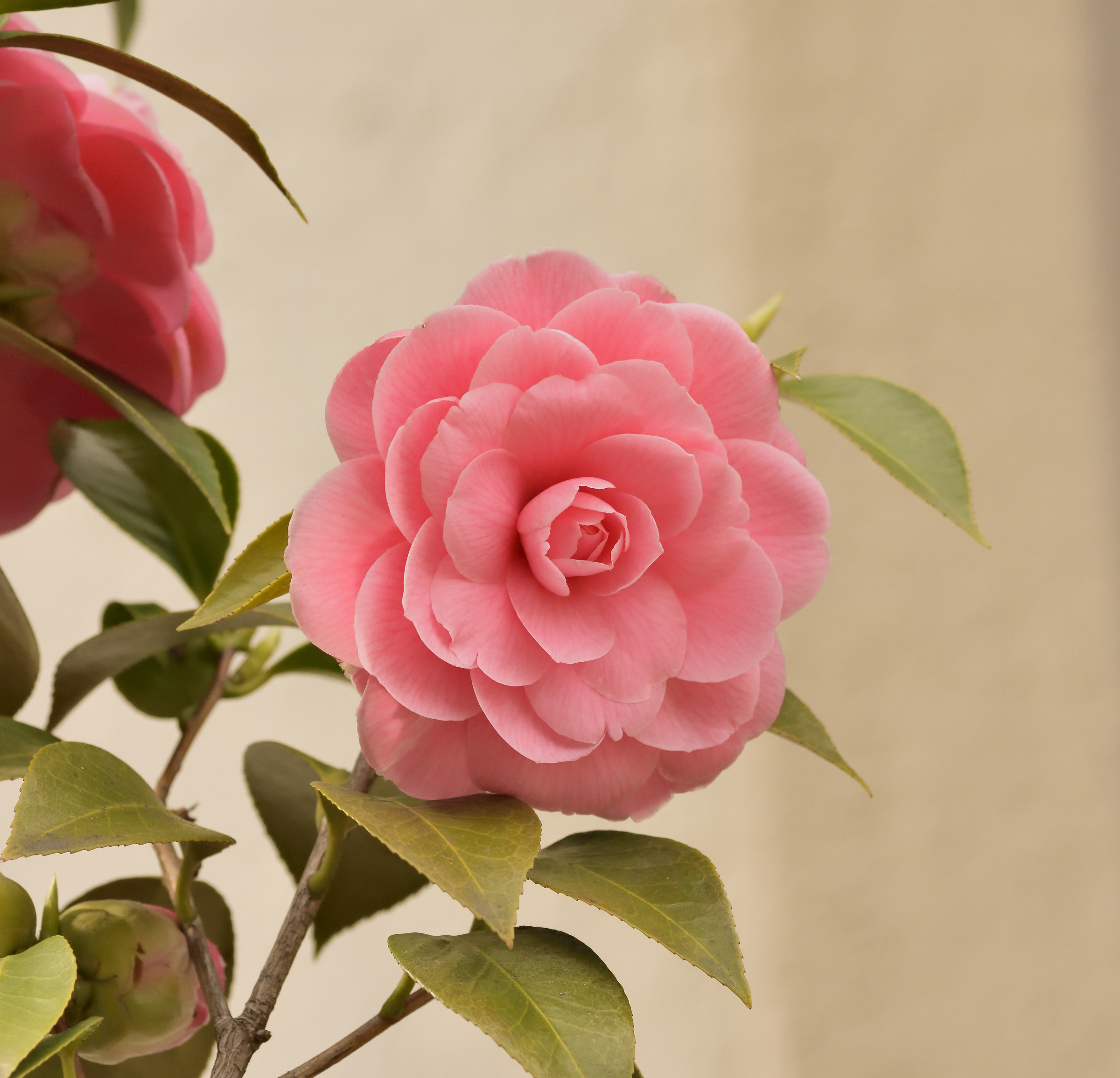camellia