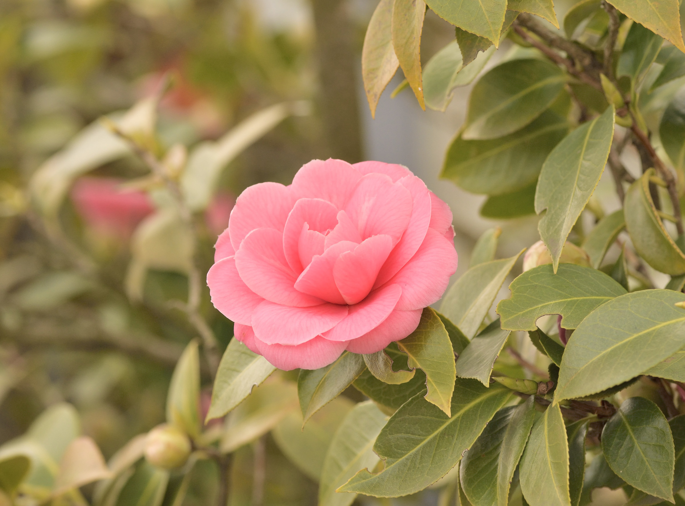 camellia