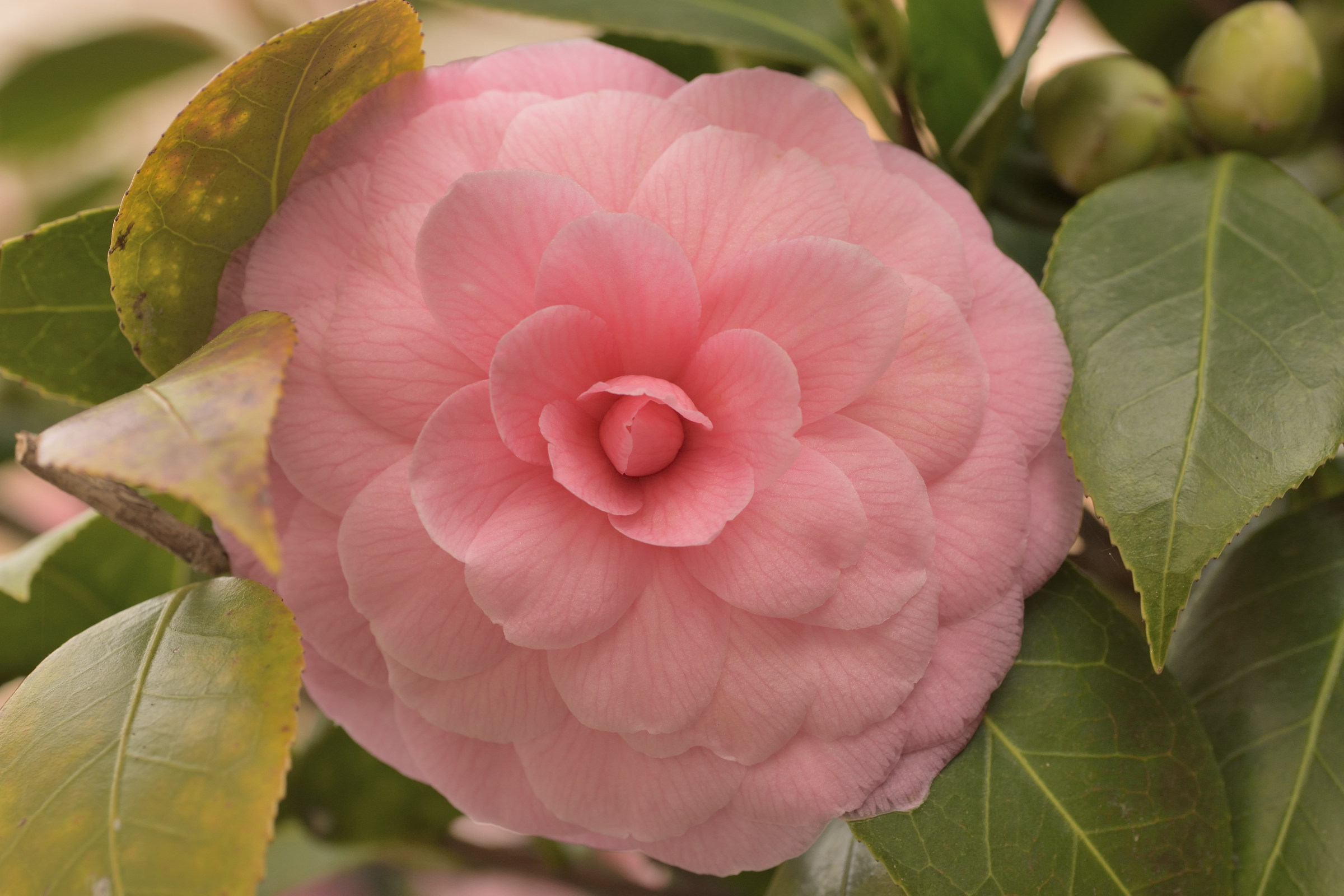 camellia