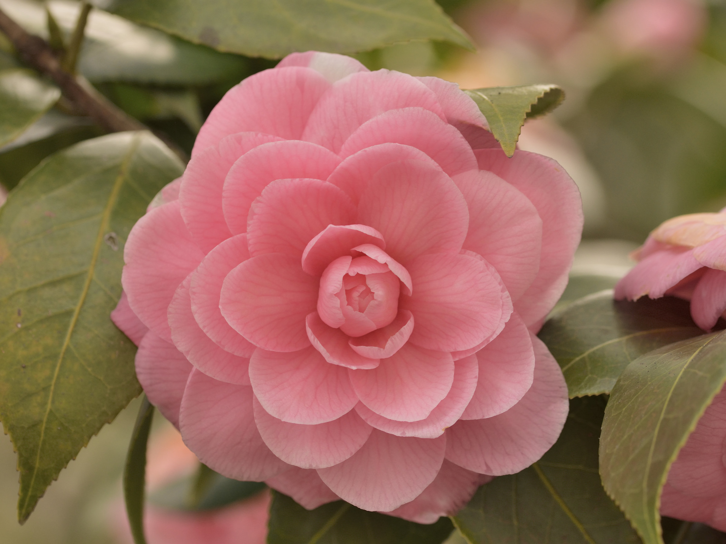 camellia