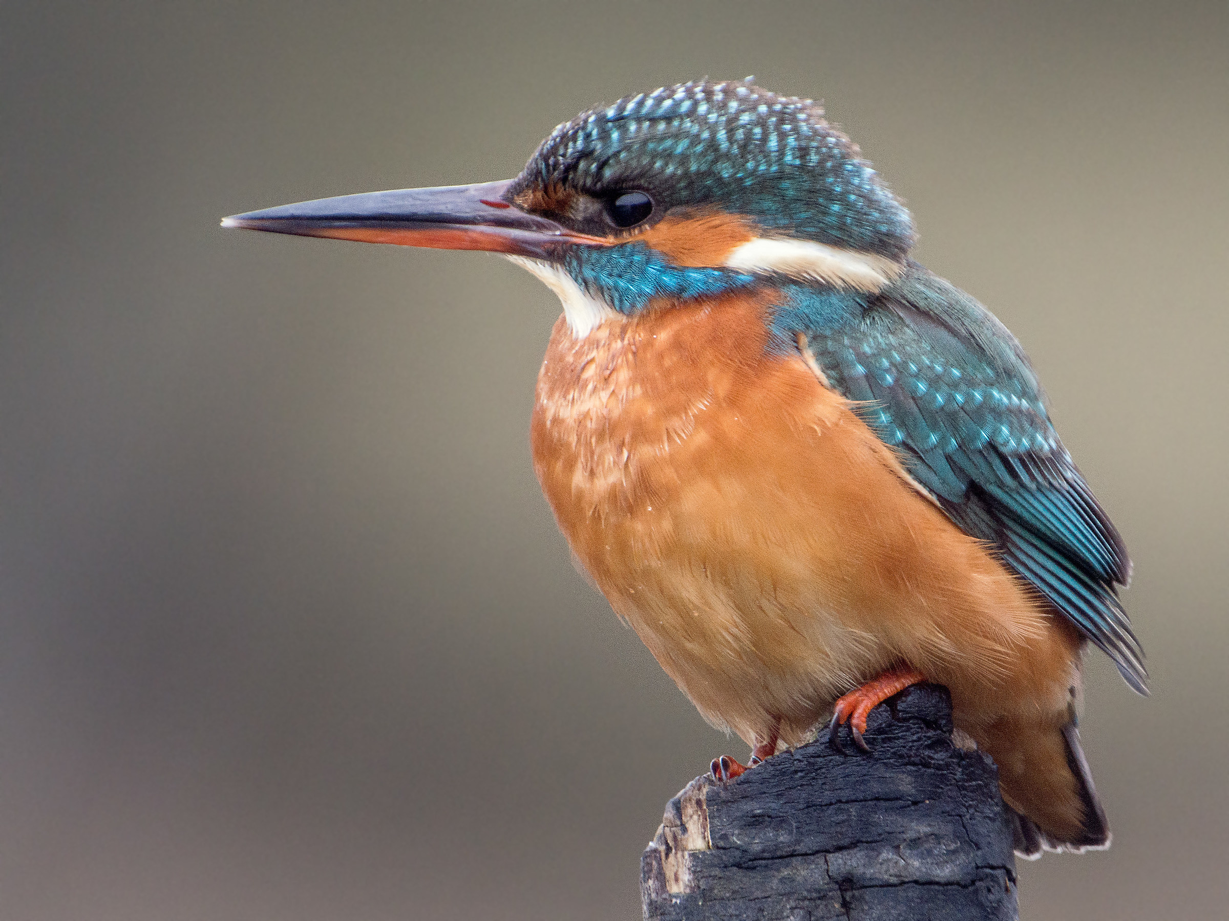 un mondo a 2400 mm 2