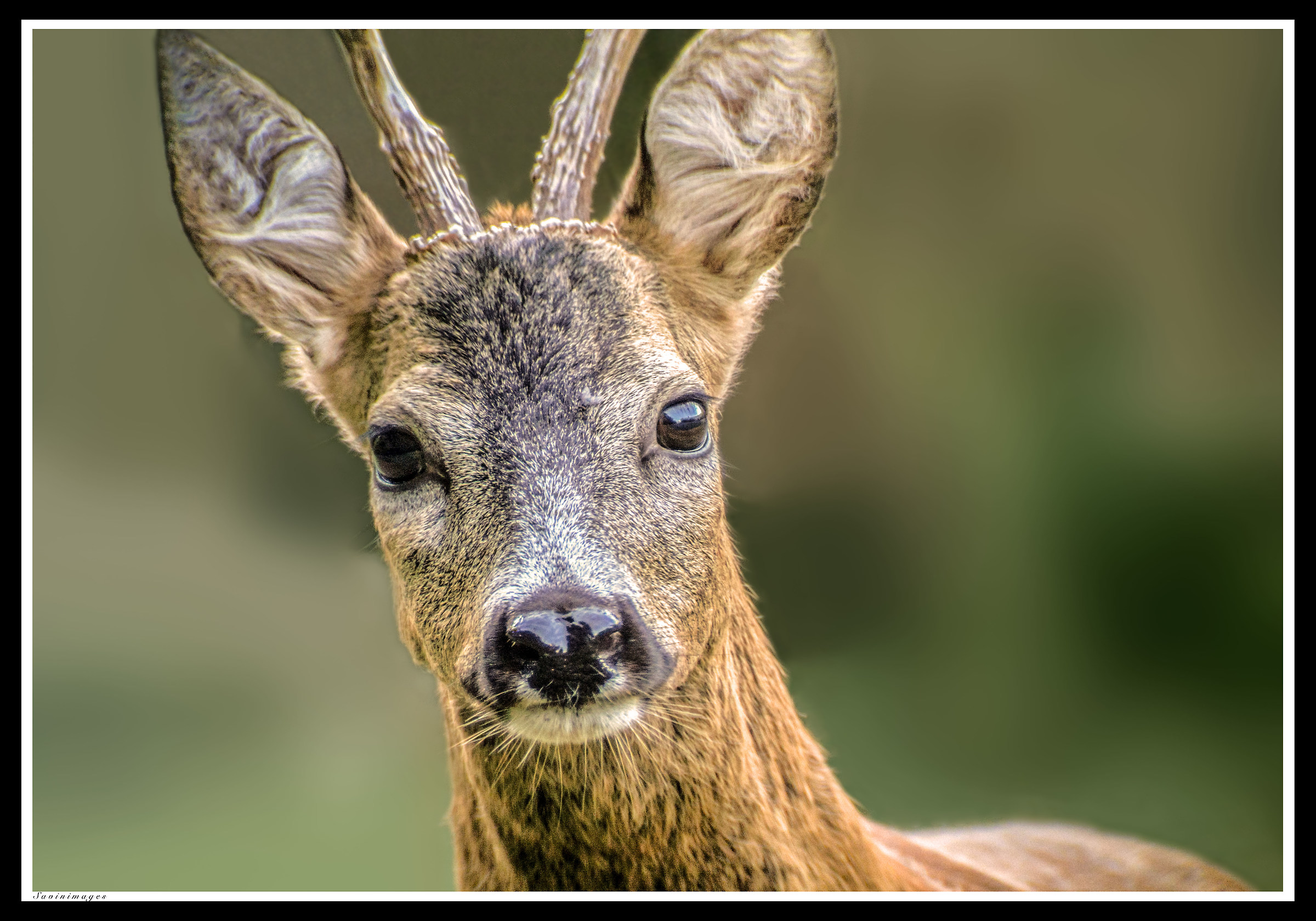 cannochiale(digiscoping) in modalità afocale