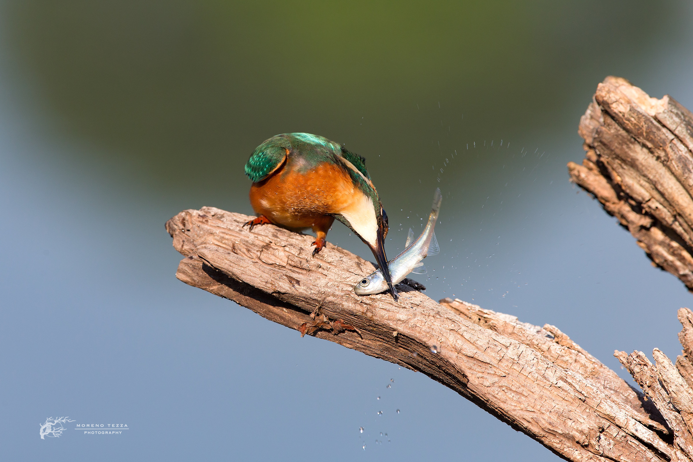 Kingfisher, a dent here and ........