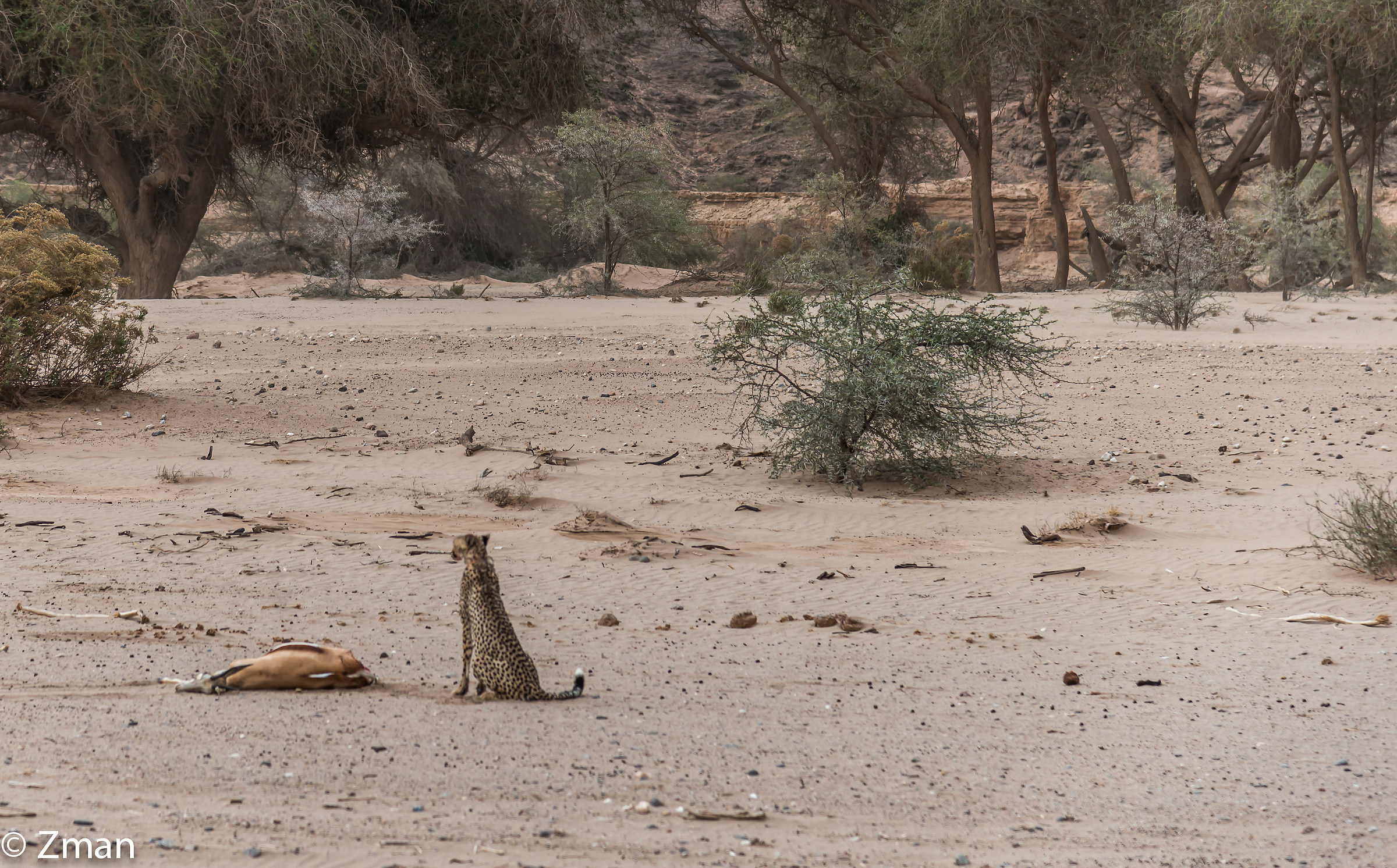 Chita corso ucciderla