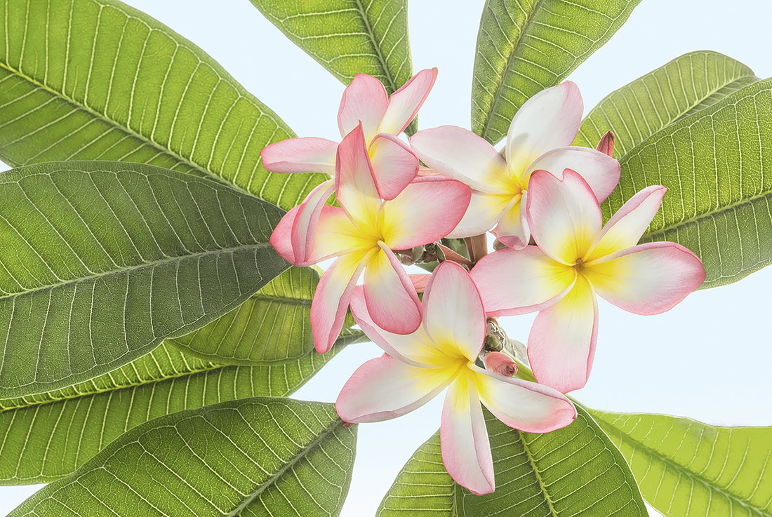 I colori della plumeria
