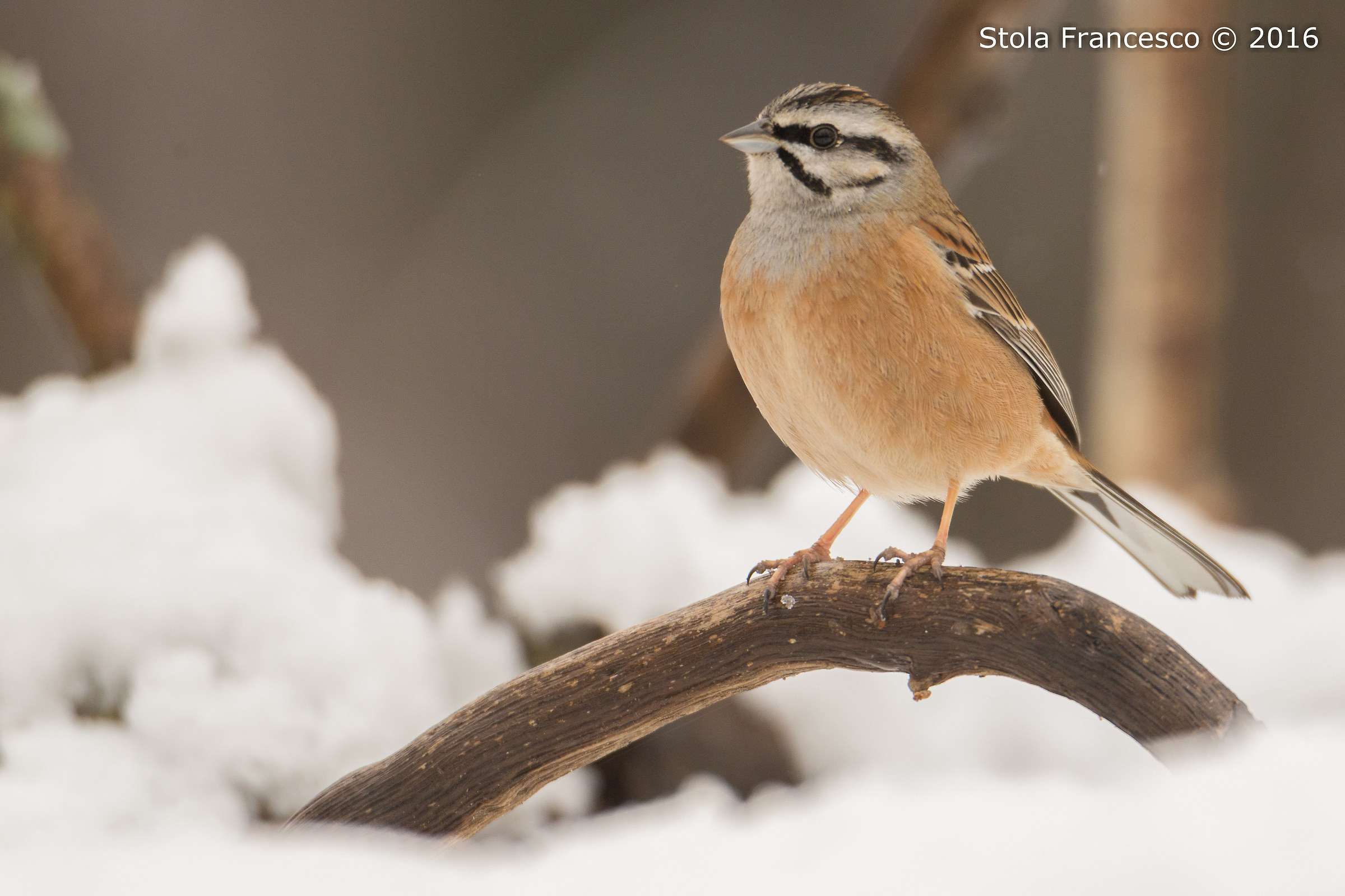 Rock Bunting on snow