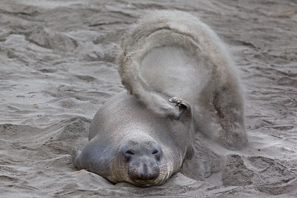 The elephant's sandblasting