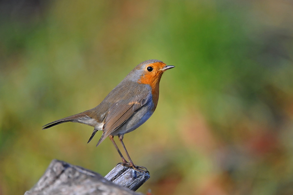 Tavolozza con pettirosso