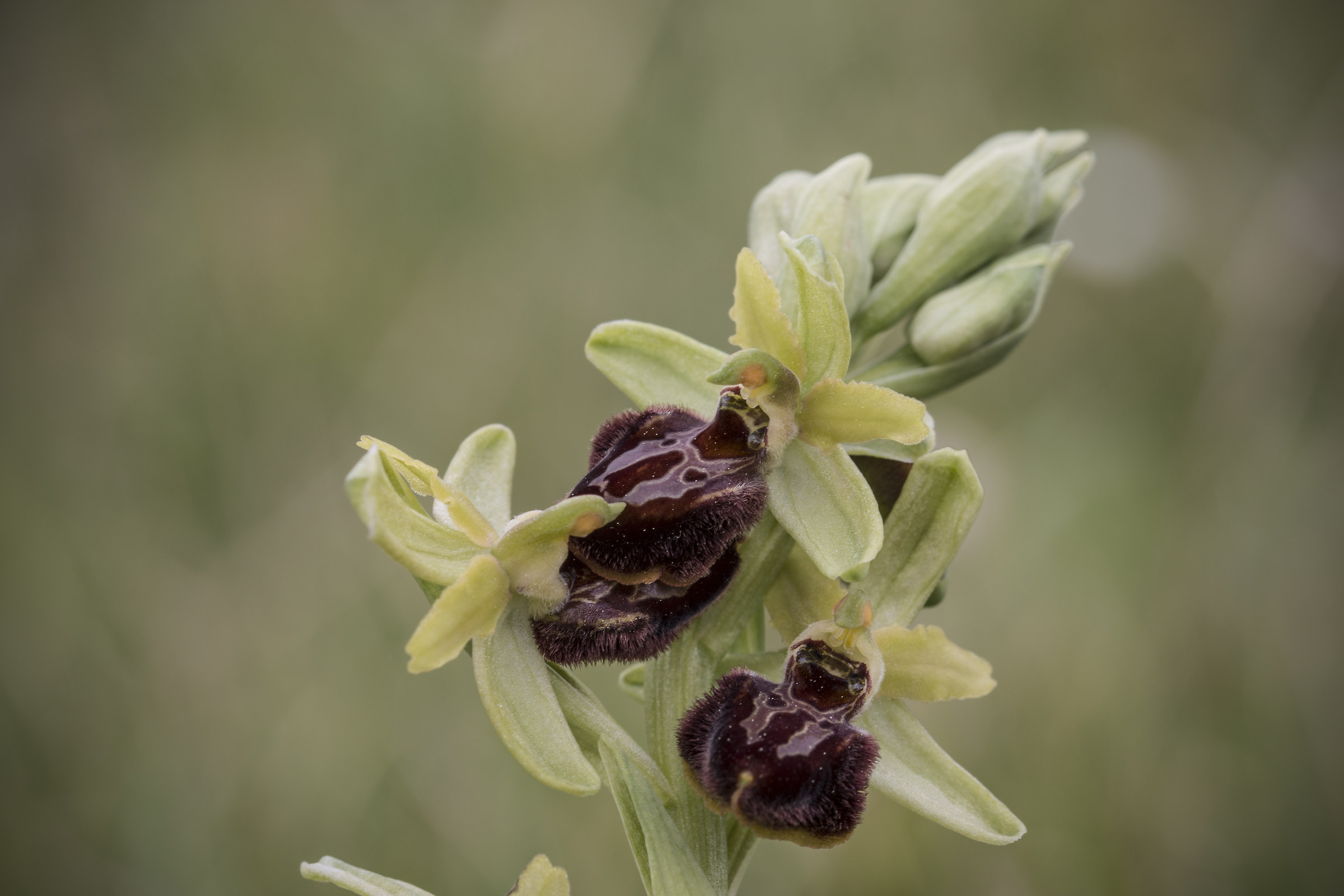 Ophrys sphegodes: accoppiamenti