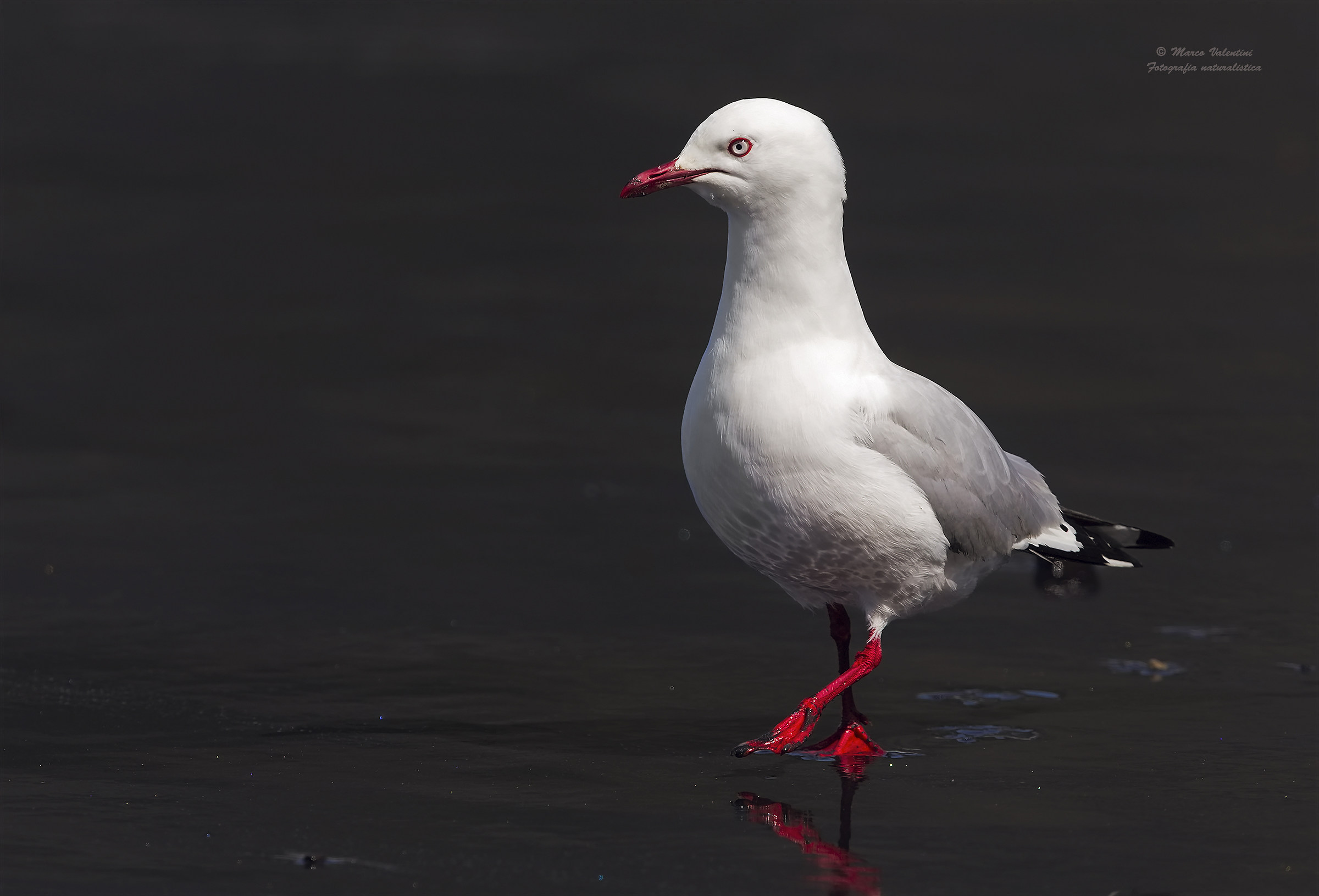 Becco rosso e la lava - 2