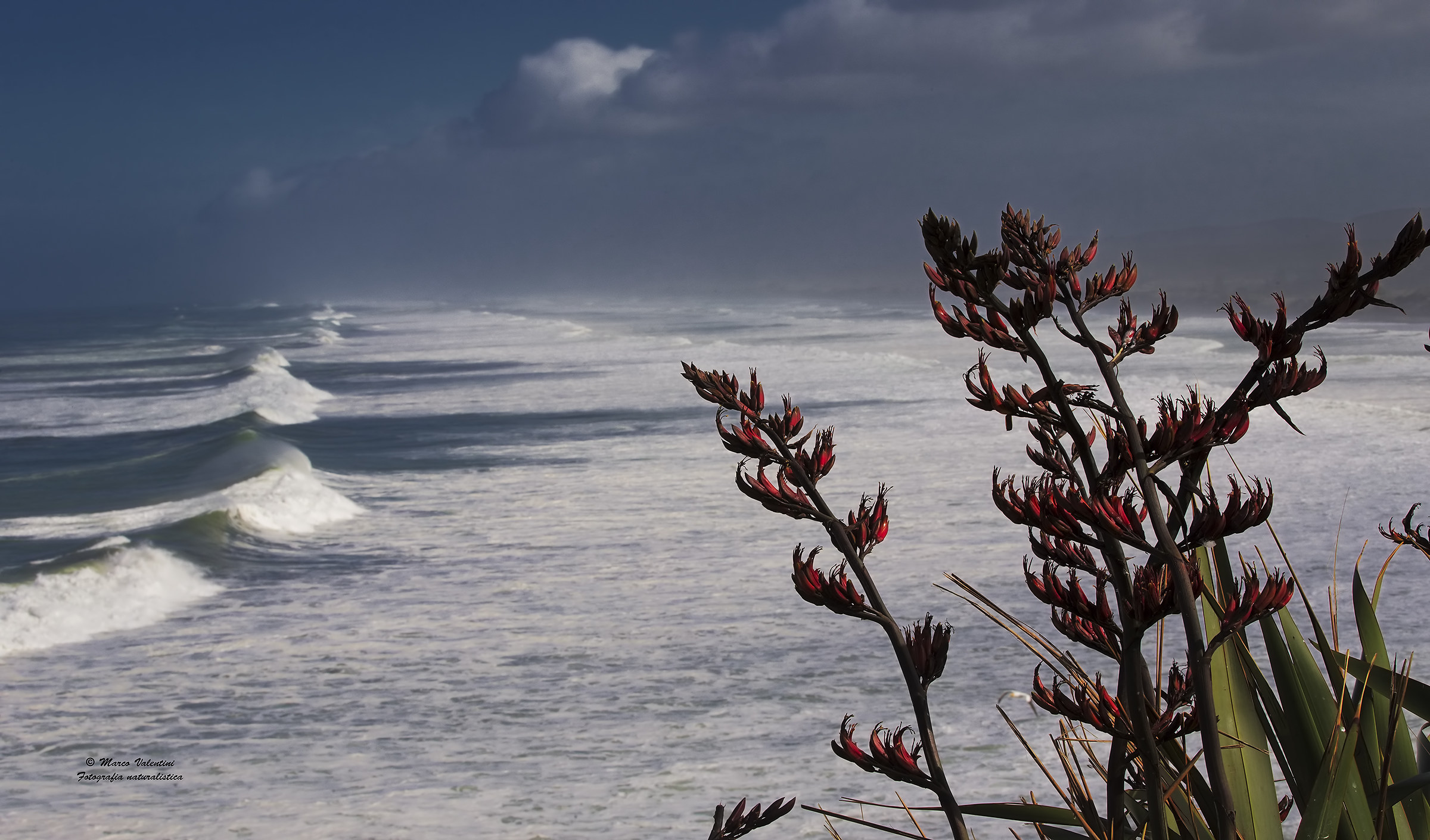 The flowers and the sea