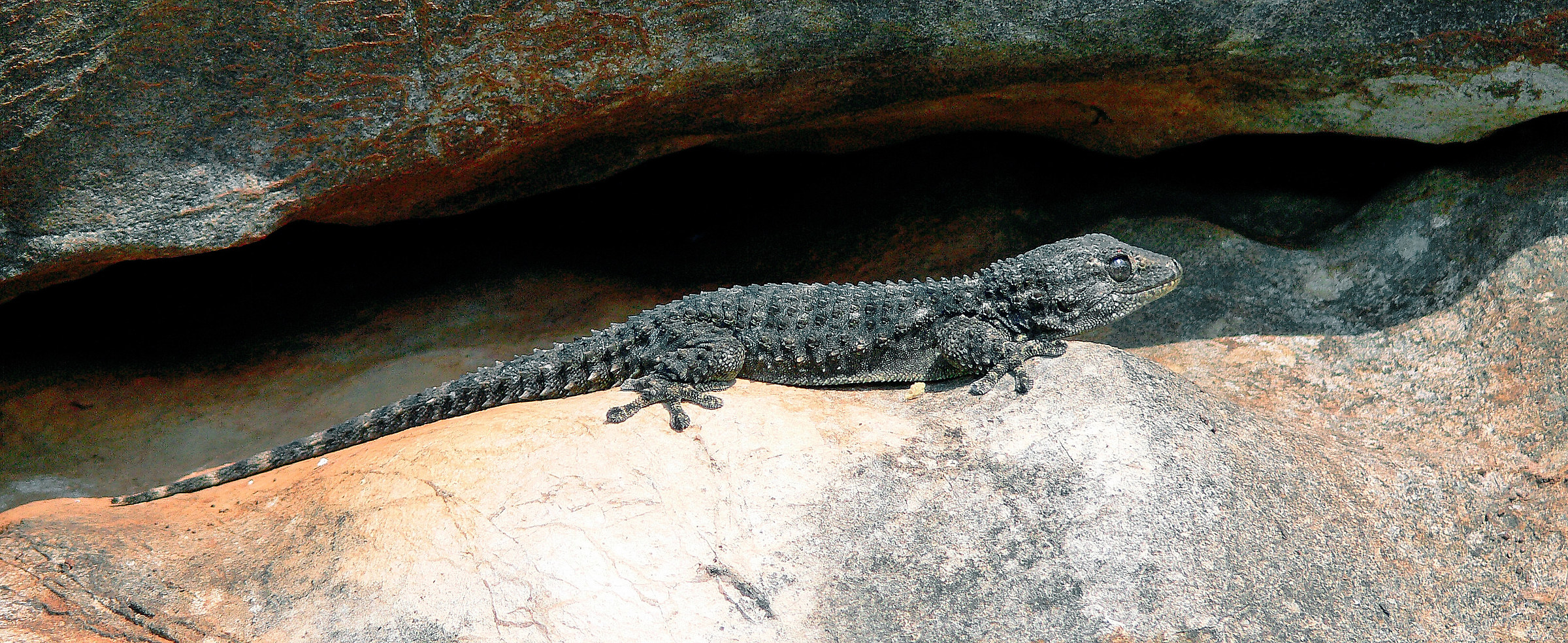 Che tipo di rettile è?!