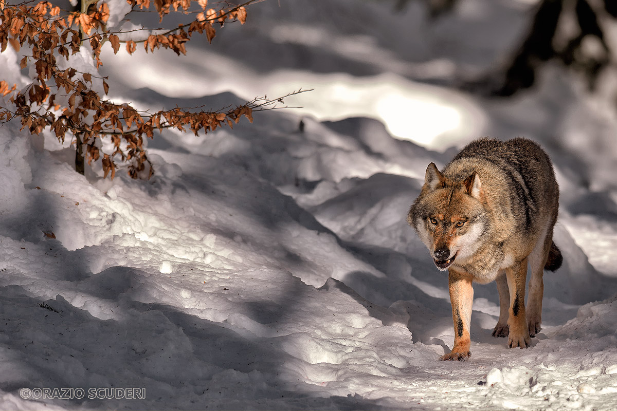 Wolf - Controlled Environment - Bayerischer Wald 2016