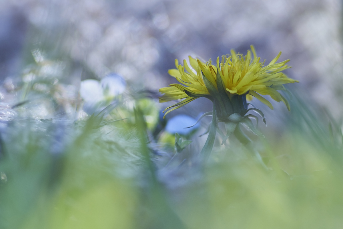 Dandelion