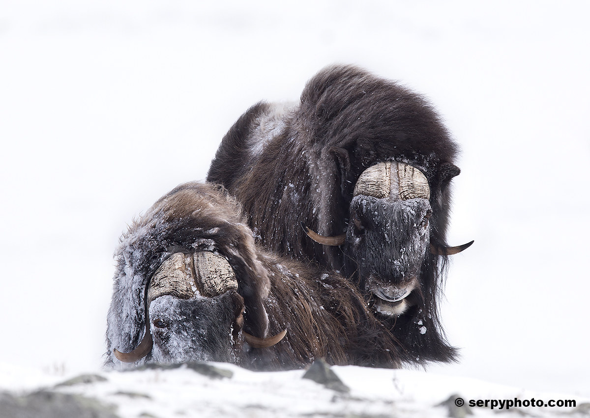 Muskox