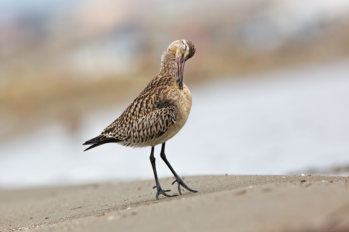 Sssshhhtttt in punta di zampe