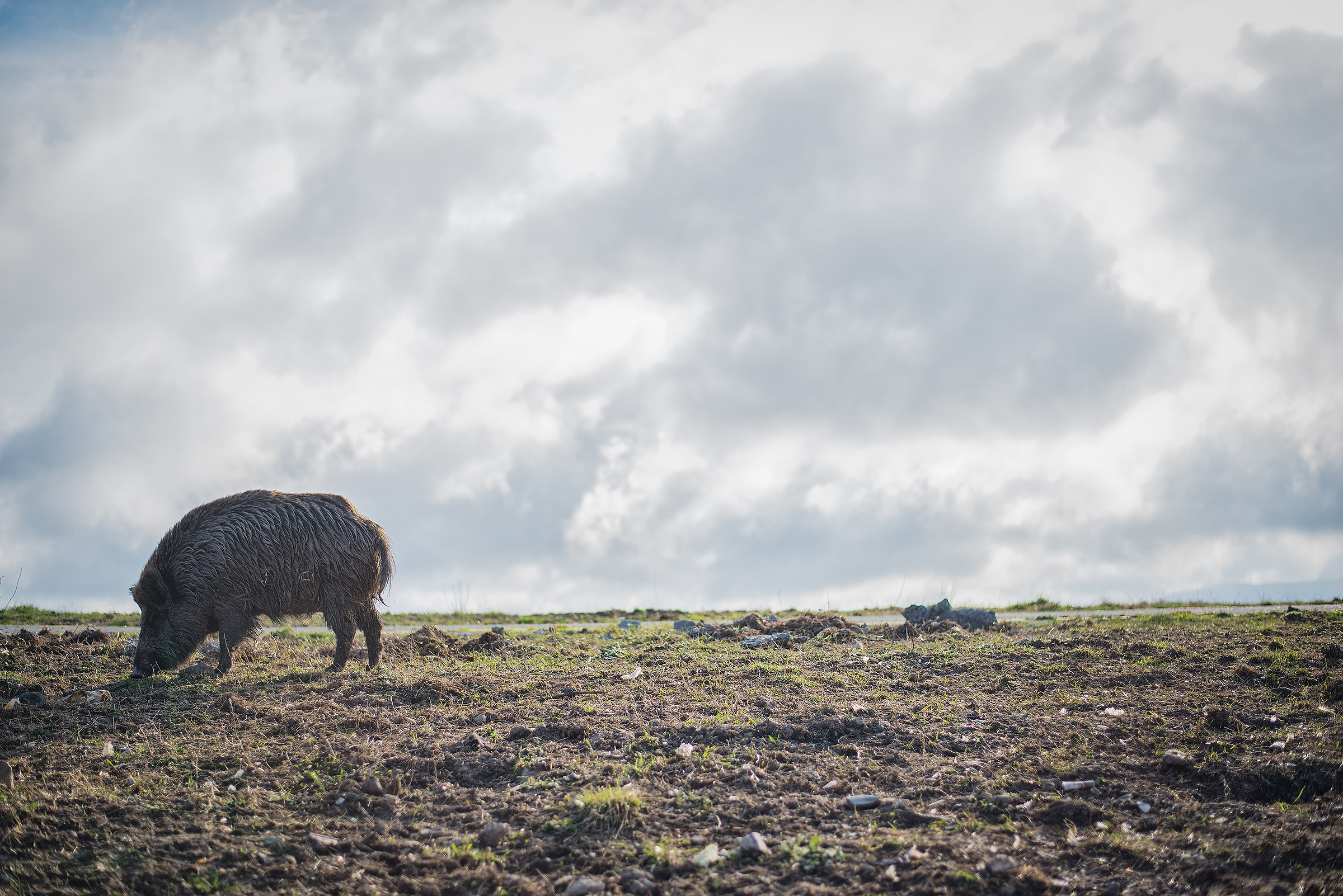 l'era del cinghiale marrone