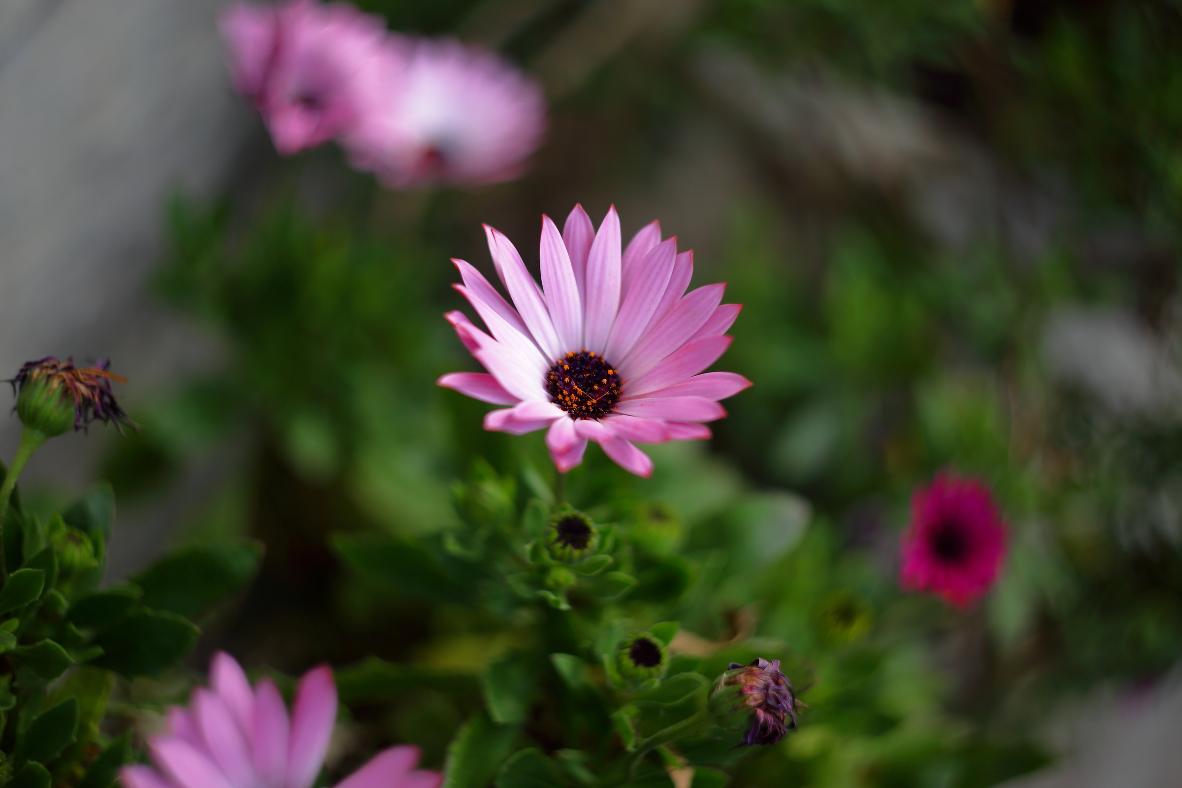 Helios 44-2 first tests