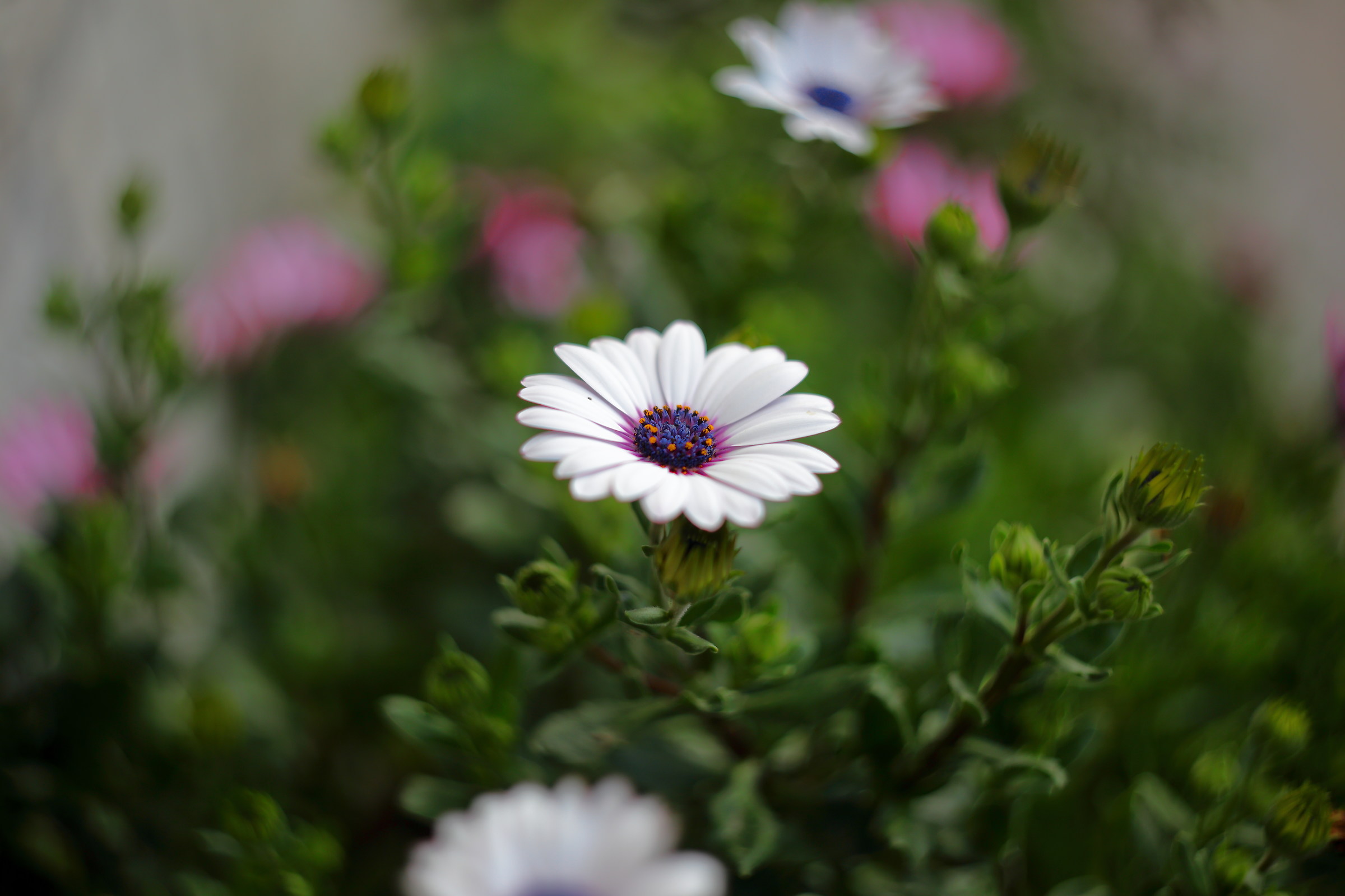 Helios 44-2 first tests