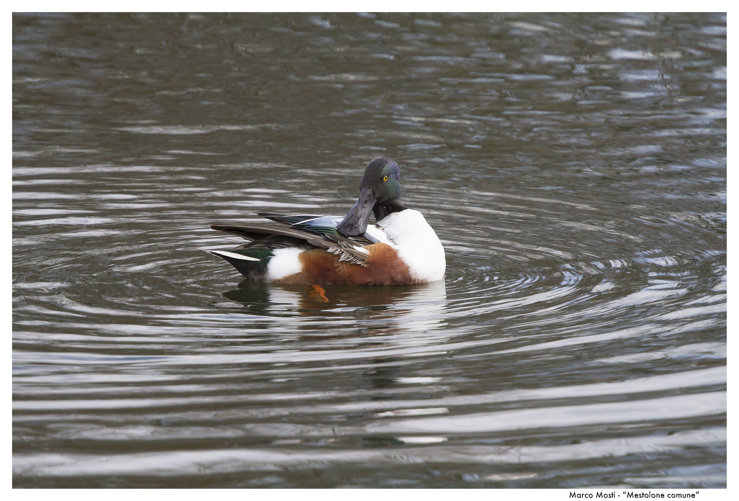 mestolone comune maschio