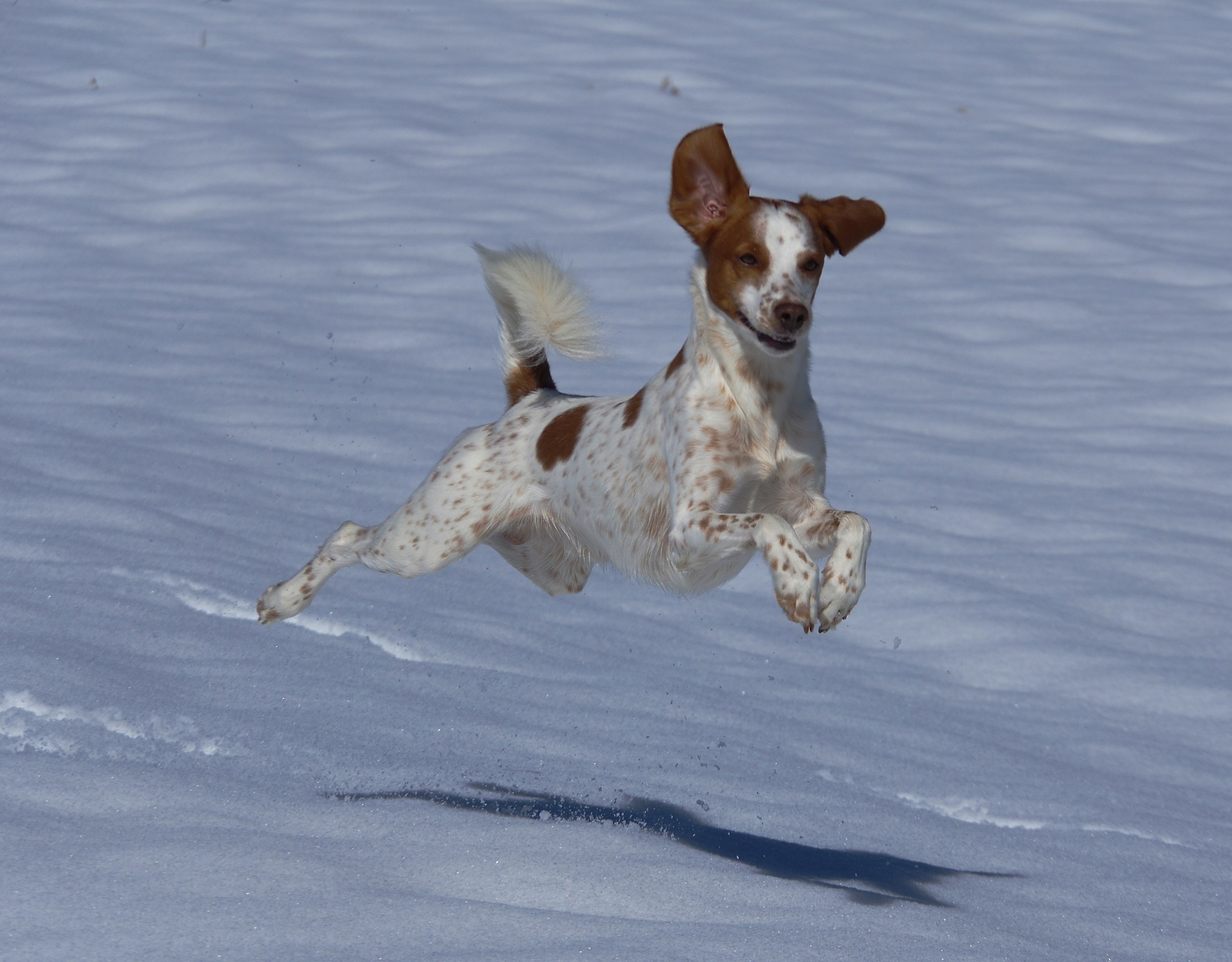 Sulla neve ......che bello