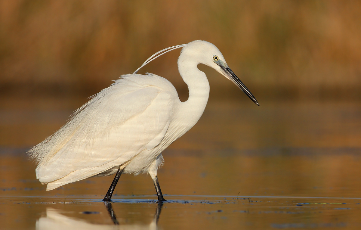 egret