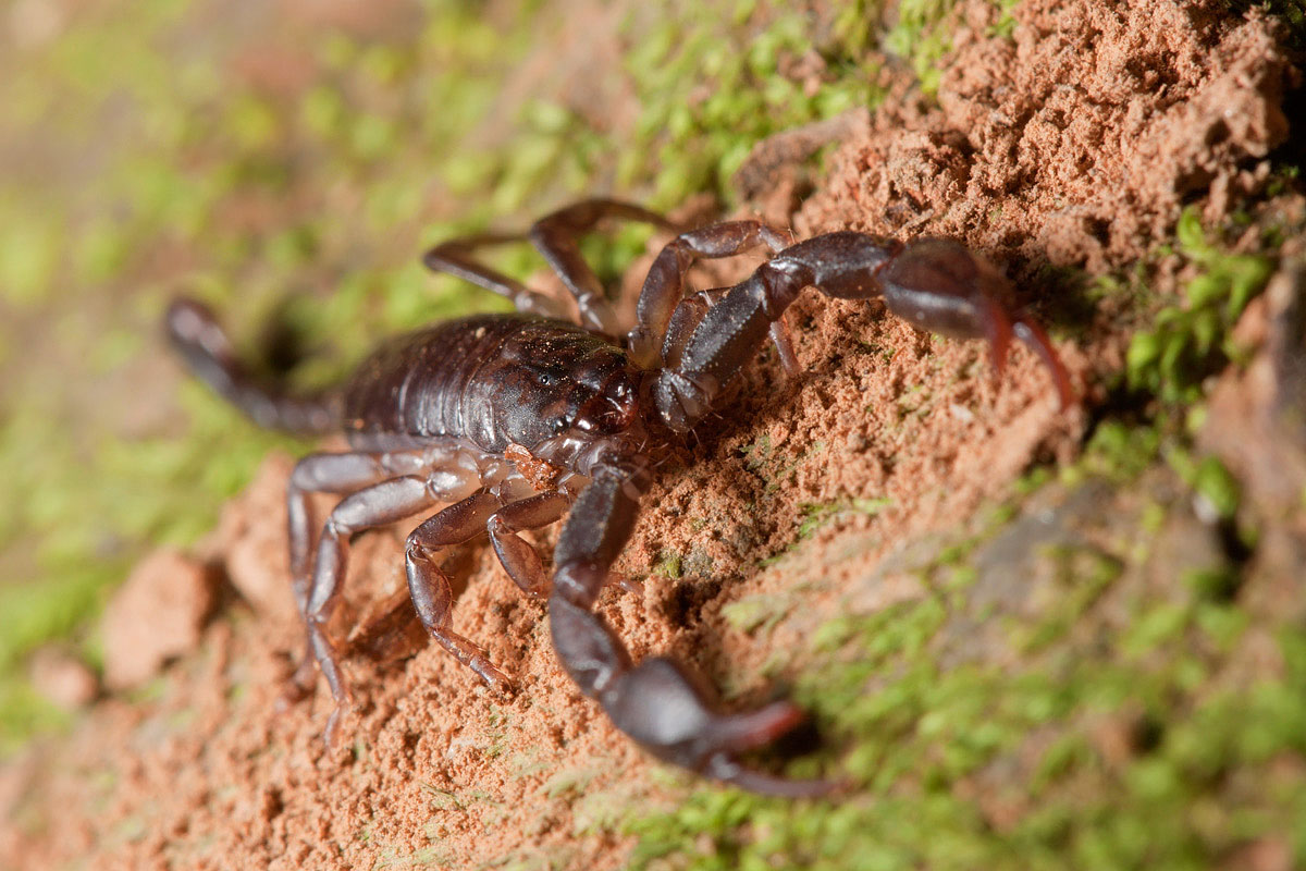 Euscorpius sp.