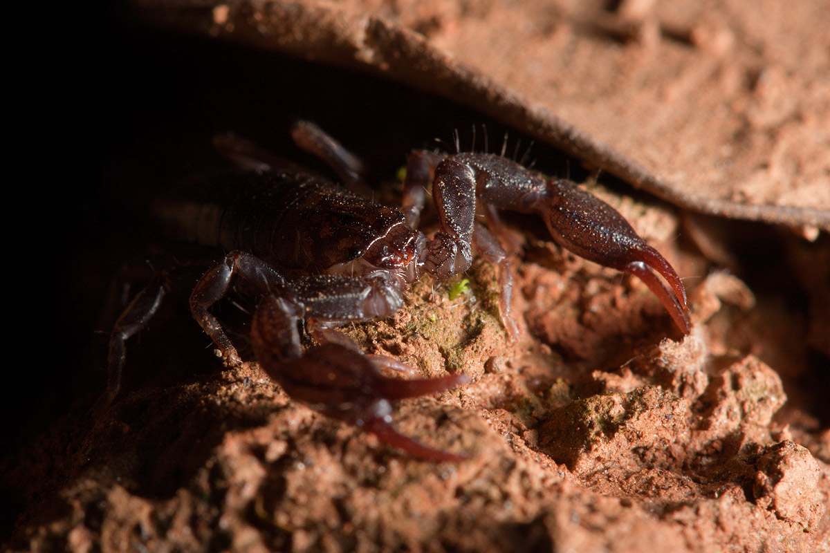 Euscorpius dal buio