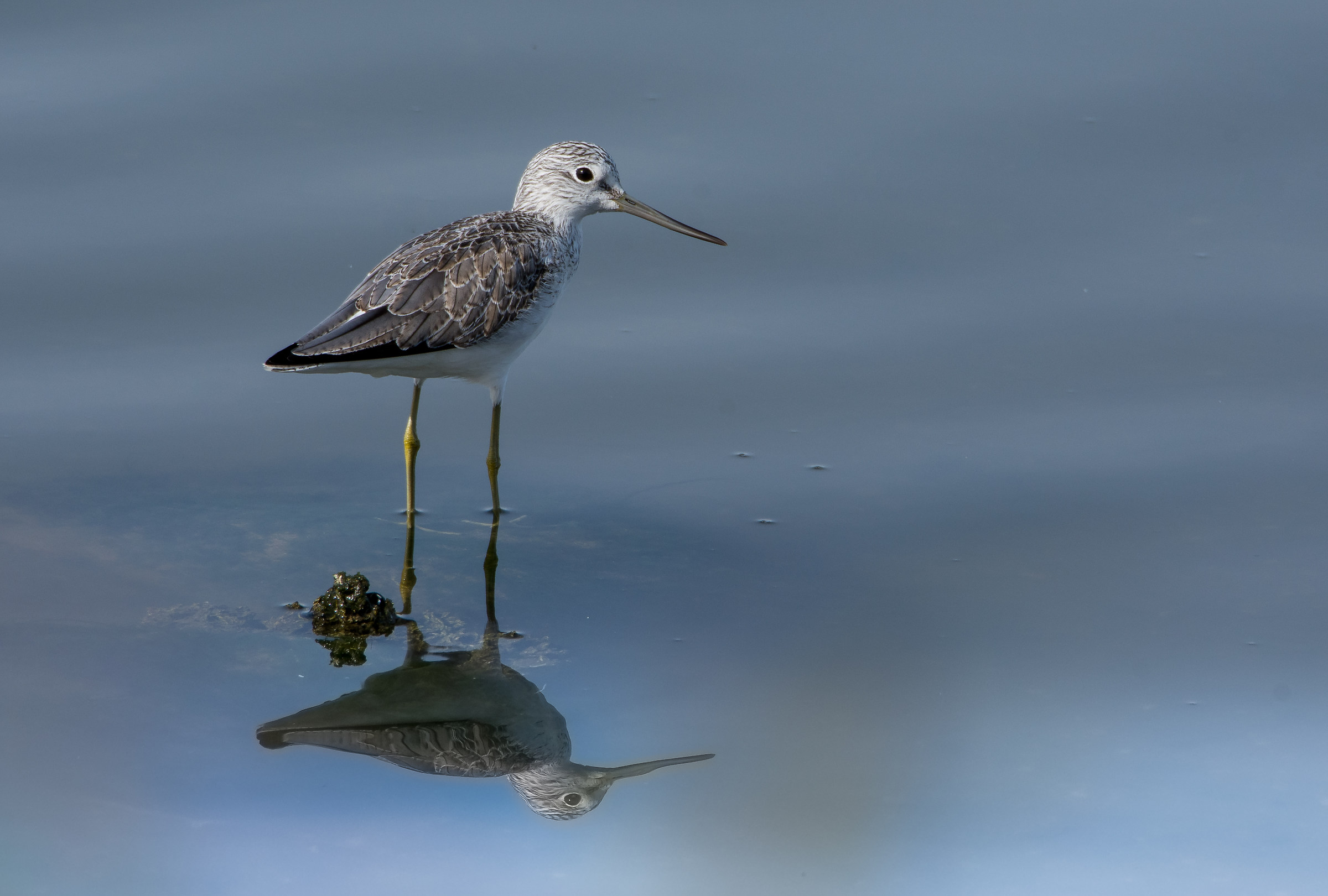 I think it is a female godwit