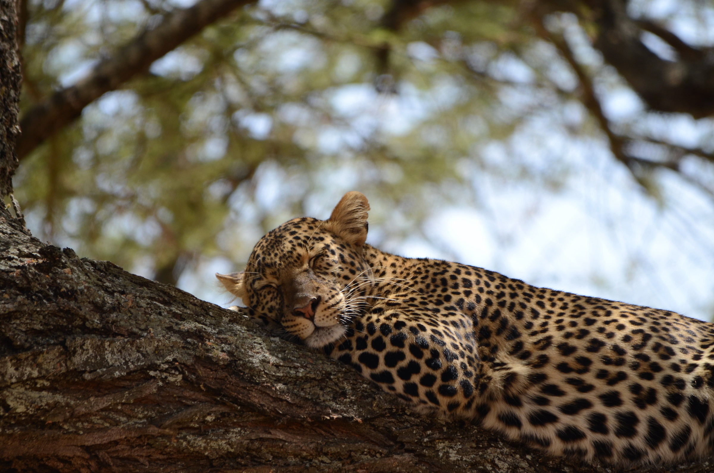 To rest on the shaft