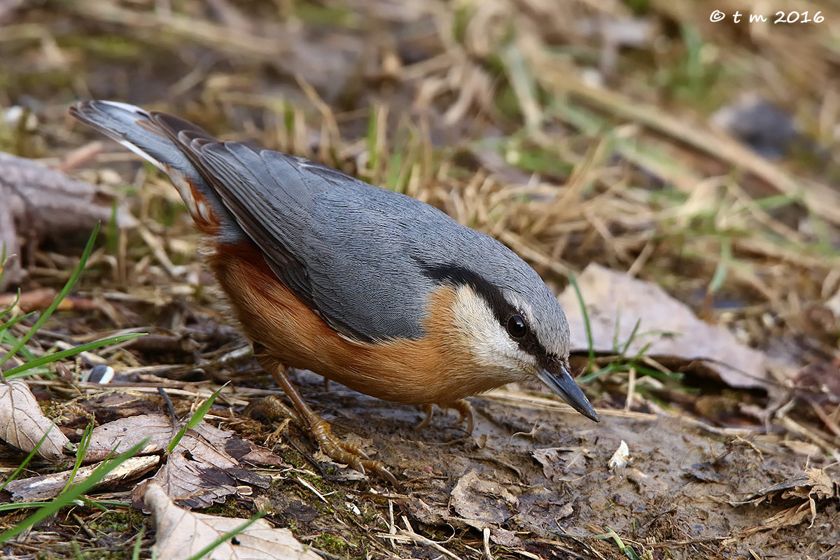 nuthatch
