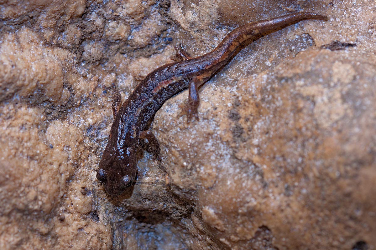 Speleomantes ambrosii