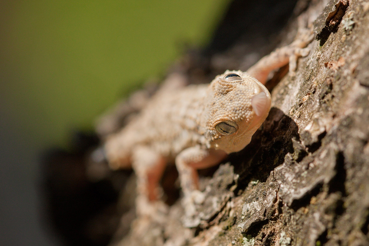 Tarentola mauritanica 1