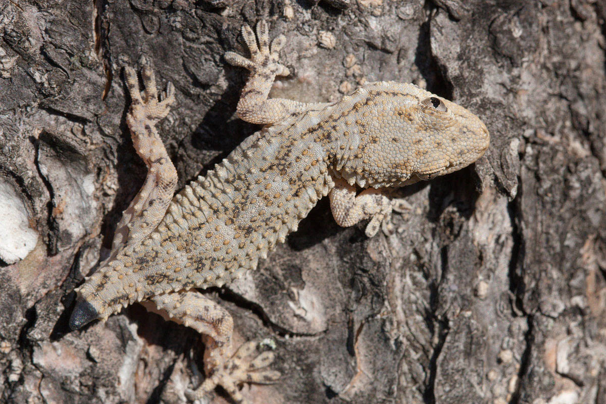 Tarentola mauritanica 2