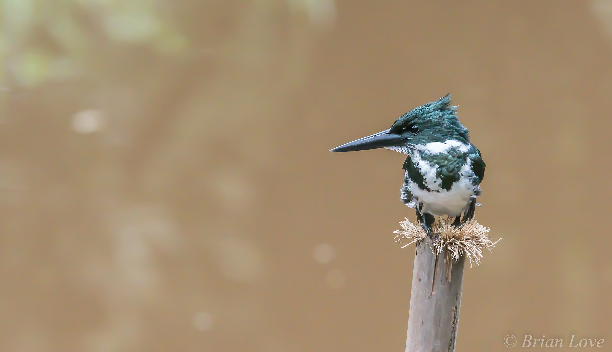 Verde Kingfisher - Femmina