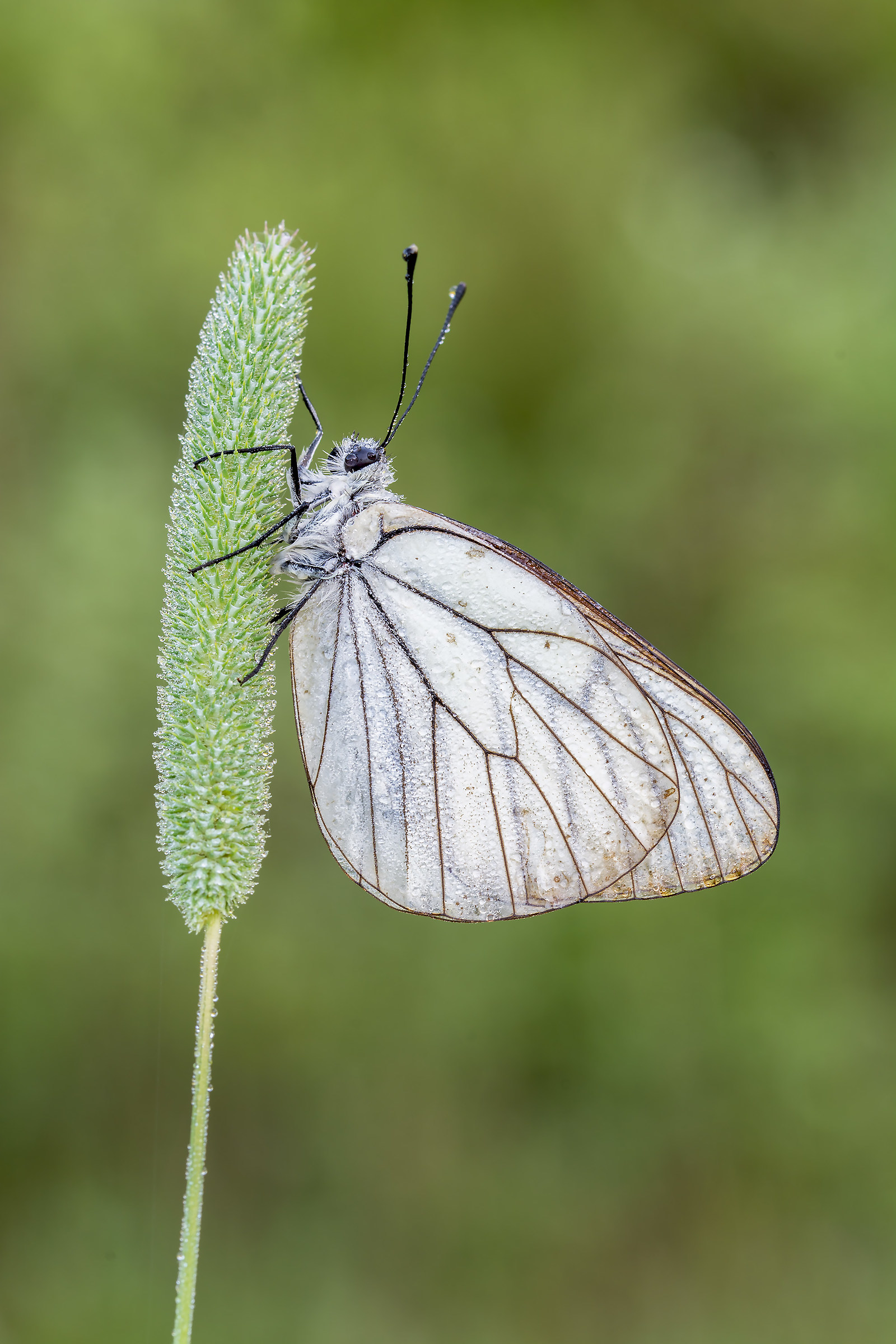 aporia crataegi