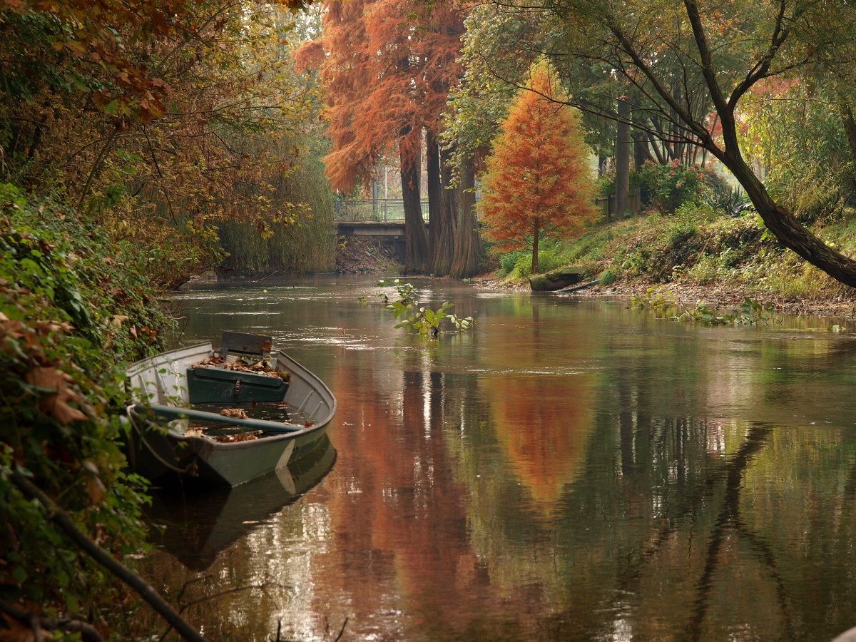 The tree and the boat